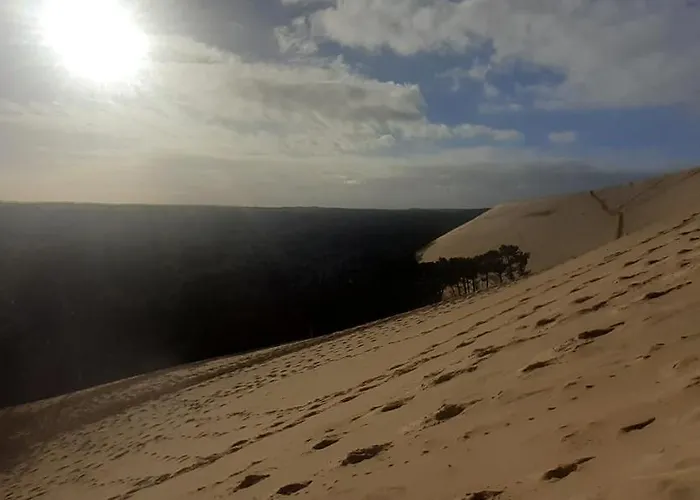 Mon Petit Coin Sous Les Pins *